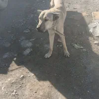 واگذاری سرابی اصل