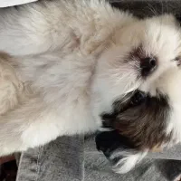 شیتزو سوپر فلت نر