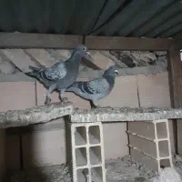 کفتر گرفتنی|پرنده|نیشابور, مازول|دیوار