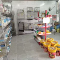 خرید و فروش پرندگان زینتی