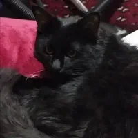 گربه گمشده سیاه رنگ|حیوانات|اسلامشهر, شهرک واوان|دیوار