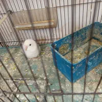 کوتوله برزیلی|پرنده|شیراز, گویم|دیوار