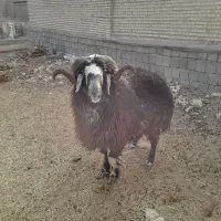 قوچ سرحال درجه یک برا داشتی قیمت توافقی