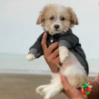 فروش سگ ۴ماهه