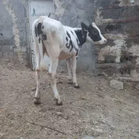 گاو گوساله سمنتال اصل ۱۵۰ک
