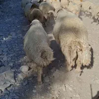 قوچ داشتی ۴ سال به شرط|حیوانات مزرعه|آبدانان, |دیوار