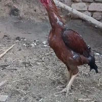 مرغ خروس لاری