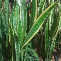 گلفروشی ارش|گل و گیاه طبیعی|لردگان, |دیوار