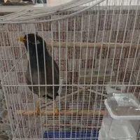 مرغ مینا سخنگوو عروس|پرنده|هشتگرد, قاسم آباد بزرگ|دیوار