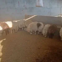 بره سفید صادراتی|حیوانات مزرعه|کوهدشت, |دیوار