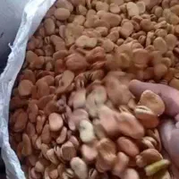 تیم باقلا با بهترین کیفیت و کاشتن هفت بند  هشت بند|عمده‌فروشی|چرام, |دیوار