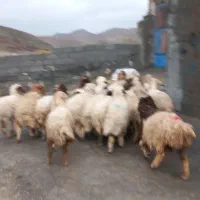 ۲۲ راس کاور هیکلی و بزرگ و شیرمس بره باب پروار|حیوانات مزرعه|ایلام, |دیوار