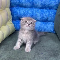 بچه گربه بریتیش شنگول منگول|گربه|اهواز, زیتون کارمندی|دیوار