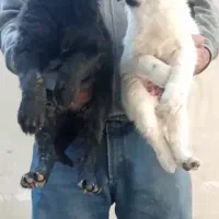 واگذاری توله قدرجونی دوماه بشرت