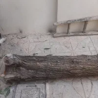 تنه ی درخت|گل و گیاه طبیعی|محمدشهر, شهرک چمران|دیوار