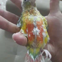 گرینچیک اناناسی