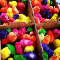 جوجه رنگی عمده۲۰...تکی ۲۵