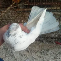 غریب گیری وقفس فروشی|پرنده|کوهدشت, |دیوار