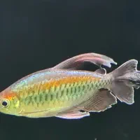 ماهی تترا کنگو اوور سایز سوپر باله