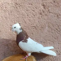 سه تا رنگه ماده|پرنده|مشهد, کارمندان دوم|دیوار