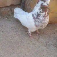 کفتر نهاوند