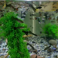 ماهی گوپی . مولد . بچه ماهی|ماهی|تاکستان, |دیوار