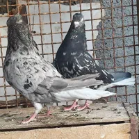 یک جفت کوهی دم سفید