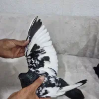 کبوتر یا همون کفتر سینه سیاه