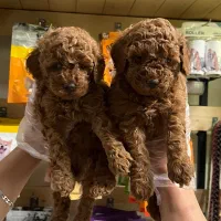 توی پودل دارک رد