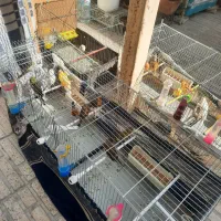 فروش تعدادی قناری نر وماده