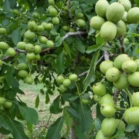 فروش انواع نهال درجه‌یک مستقیم نهالستان
