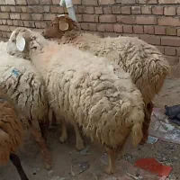 گوسفند فروشی