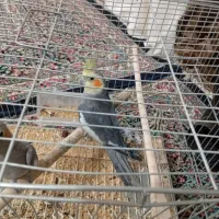 عروس هلندی|پرنده|بم, |دیوار