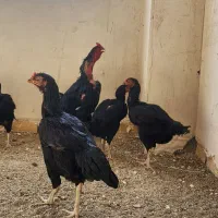 تخم مرغ لاری یتیغ مشکی و طوسی|حیوانات مزرعه|خاوران, |دیوار