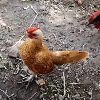 یک جفت سبرایت بوف کیفیت بالا پولک منظم