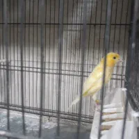 قناری ماده اماده پس کوزه ای|پرنده|تهران, اتابک|دیوار