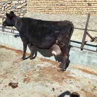 گاو ابستن|حیوانات مزرعه|گلپایگان, |دیوار