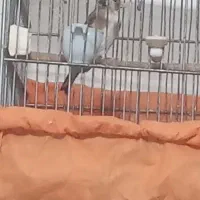 جوجه ماده امسال