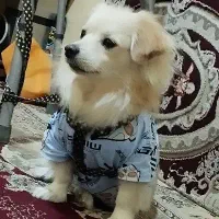 اشپیتز نر|سگ|بندرعباس, |دیوار