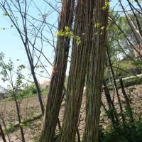 نی خیزران برای تم بجار