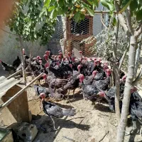 فروشی|حیوانات مزرعه|همدان, |دیوار