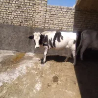تلیسه استاق دو دندان