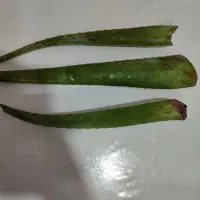 برگ الوئه ورا|گل و گیاه طبیعی|رشت, انصاری|دیوار