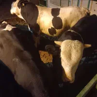 گوساله چاق سرک دار