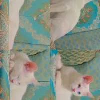 گربه
