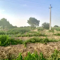 ۲۳۰۰ متر باغ انگور بارده بهر خیابان اصلی باغ|فروش دفتر صنعتی، کشاورزی، تجاری|کرج, کوی کارمندان شمالی|دیوار