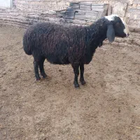 بره قوچ|حیوانات مزرعه|اسفرورین, |دیوار