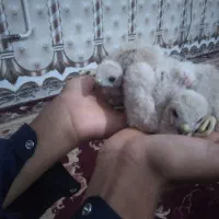جوجه شکاری