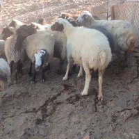 گوسفند وشیشک وبز وتی بز چاق کشتاری روغنی|حیوانات مزرعه|خرمآباد, |دیوار