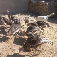 بقلمون محلی